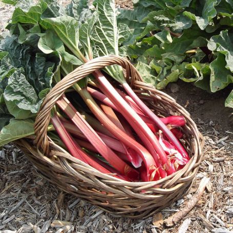 Picture of Crimson Red Rhubarb Plant