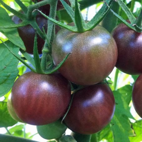 Picture of Black Cherry Tomato Plant