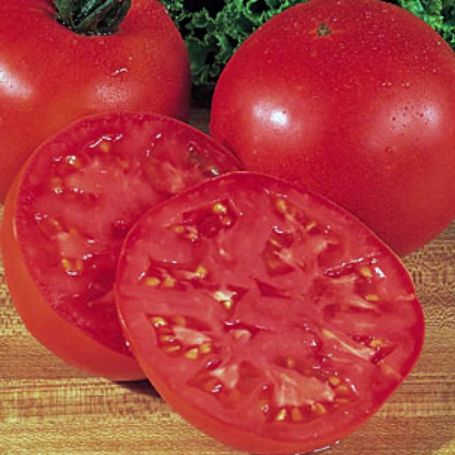Picture of Burpee Big Boy Tomato Plant