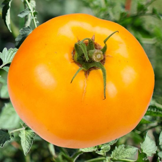 Picture of Carolina Gold Tomato Plant