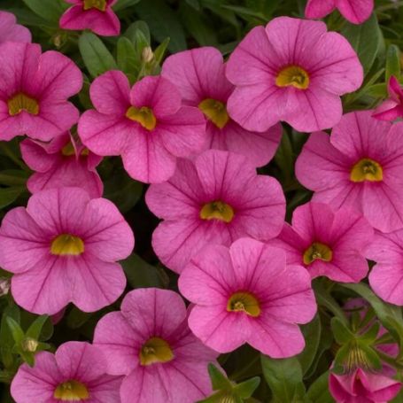 Picture of Noa® Mega Pink Calibrachoa Plant