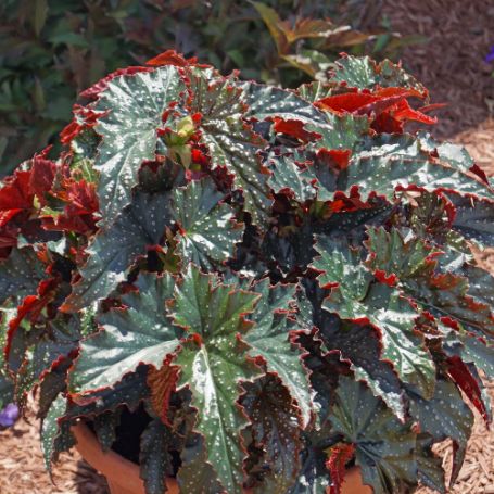 Picture of Fannie Moser Begonia Plant