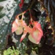 Picture of Fannie Moser Begonia Plant