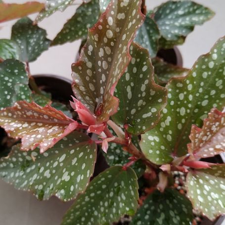 Picture of Medora Begonia Plant