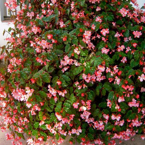 Picture of Richmondensis Pink Begonia Plant