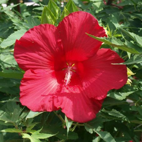 Picture of Lord Baltimore Hardy Hibiscus Plant