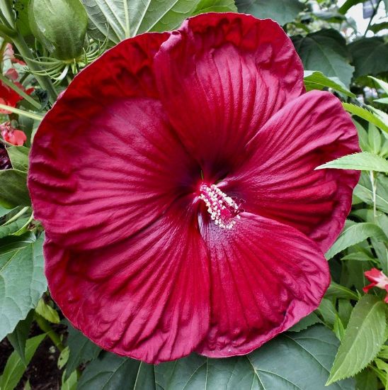 Picture of Luna Red Hardy Hibiscus Plant