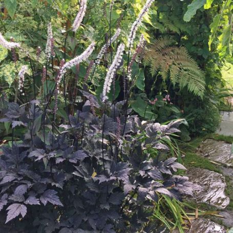 Picture of Black Negligee Actaea Plant