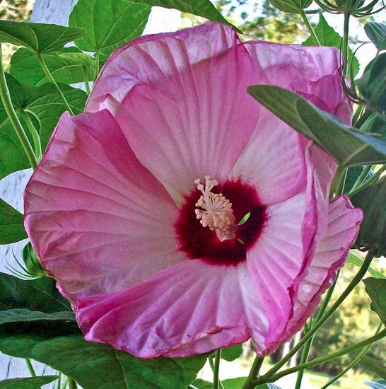 Picture of Luna Pink Swirl Hardy Hibiscus Plant