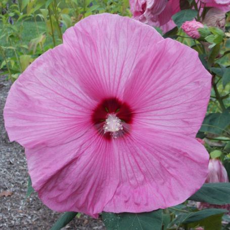 Picture of Lady Baltimore Hardy Hibiscus Plant