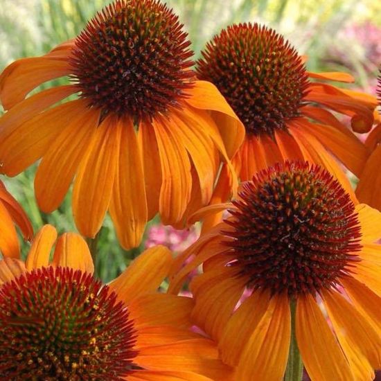 Picture of Tiki Torch Echinacea Plant