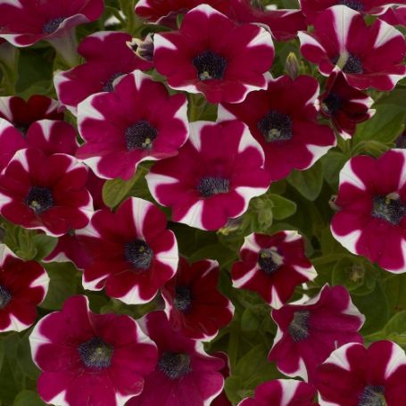 Picture of Cascadias™ Bicolor Cabernet Petunia Plant