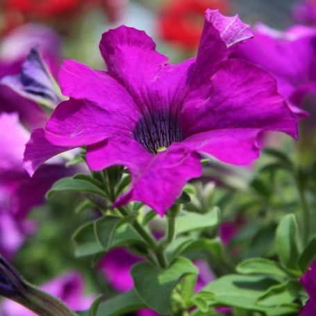 Picture of Ray™ Purple Petunia Plant