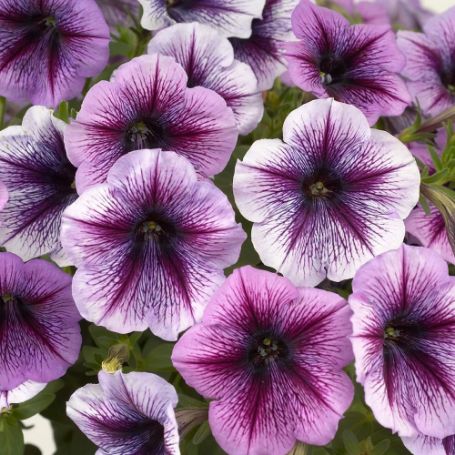 Picture of Ray™ Purple Vein Petunia Plant