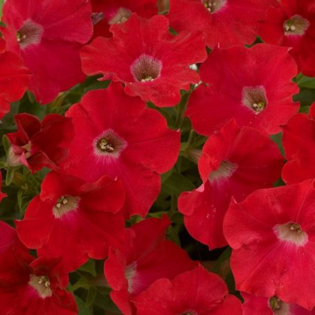 Picture of Ray™ Red Petunia Plant