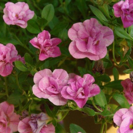 Picture of MiniFamous® Double Blush Pink Calibrachoa Plant
