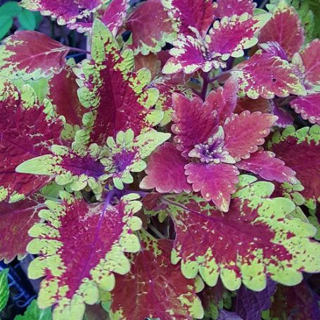 Picture of Red Planet Coleus Plant