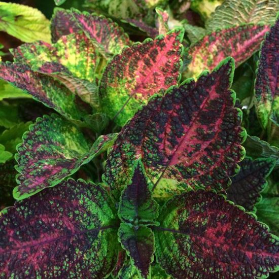 Picture of Tapestry Coleus Plant
