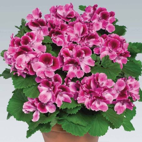 Picture of Aristo® Candy Geranium Plant