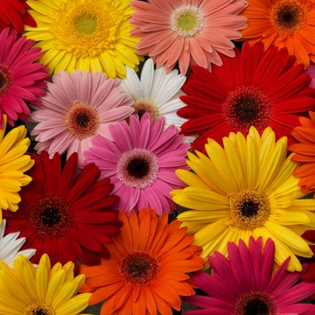 Picture of Festival Growers Mix Gerbera Plant