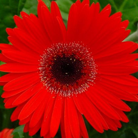 Picture of Fortune Red Gerbera Plant