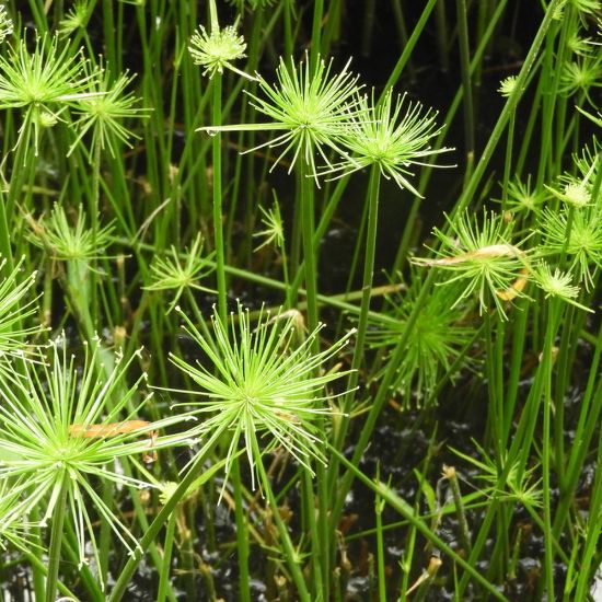 Picture of Cyperus Prolifer Grass Plant