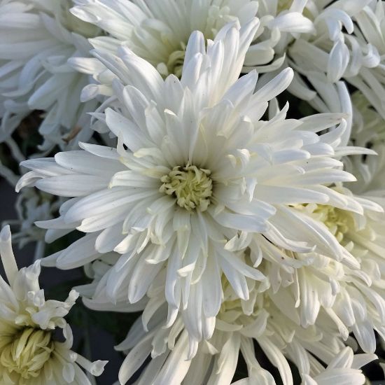 Picture of Ice Crystal Perennial Mum Plant