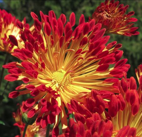 Picture of Matchstick Perennial Mum Plant