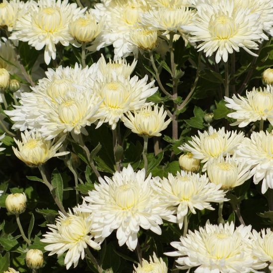 Picture of Bristol White Perennial Mum Plant