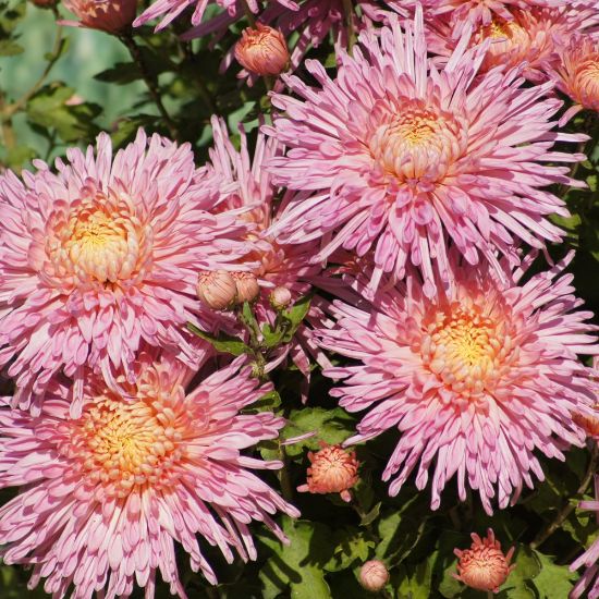 Picture of Fancy Free Perennial Mum Plant