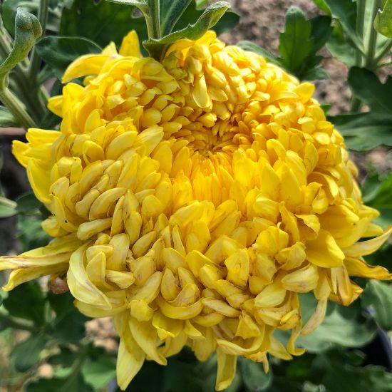 Picture of Gold Country Perennial Mum Plant
