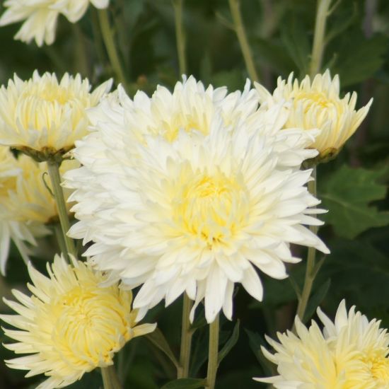 Picture of Mellow Moon Perennial Mum Plant