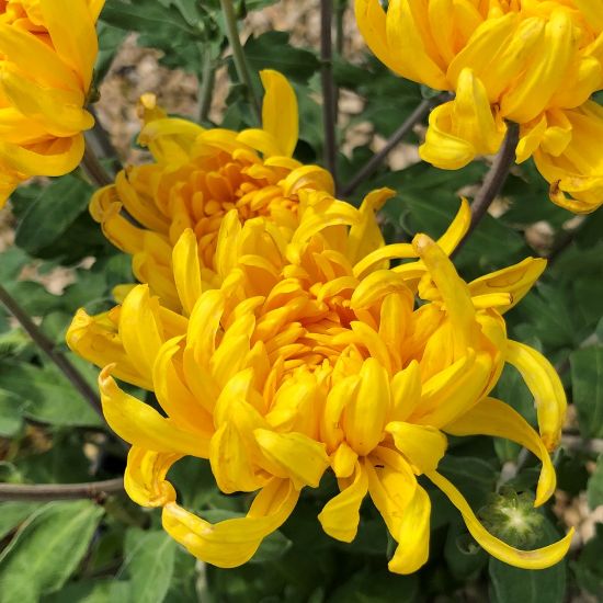 Picture of Yellow Giant Perennial Mum Plant