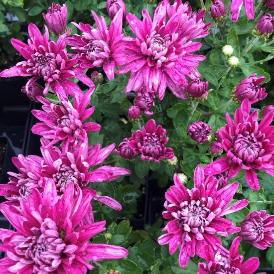 Picture of Grape Glow Perennial Mum Plant