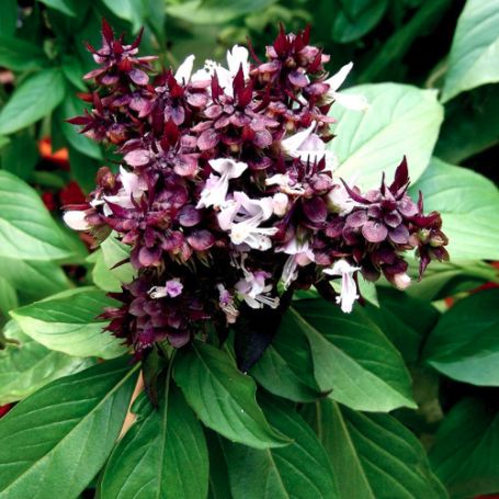 Picture of Siam Queen Basil Herb Plant