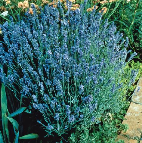 Picture of Lady Lavender Herb Plant