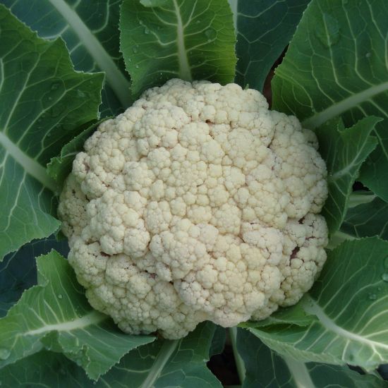 Picture of Snow Crown Cauliflower Plant