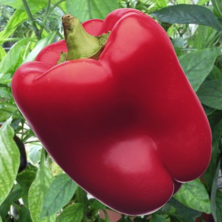 Picture of Red Knight Sweet Pepper Plant