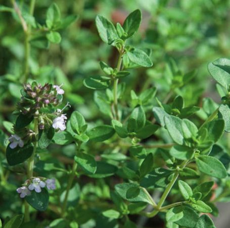 Picture of Lemon Thyme Herb Plant
