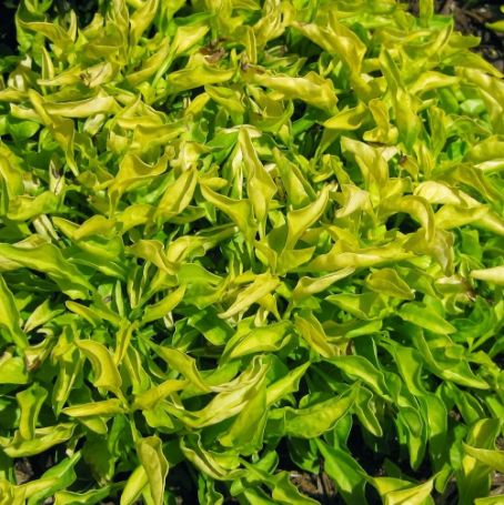 Picture of True Yellow Alternanthera Plant
