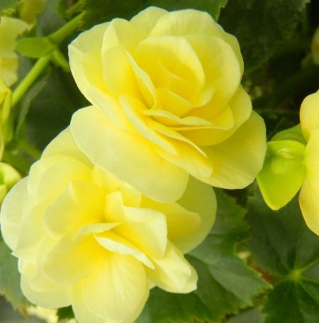 Picture of Solenia® Light Yellow Begonia Plant