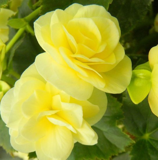 Picture of Solenia® Light Yellow Begonia Plant