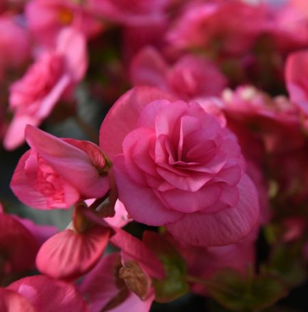 Picture of Solenia® Dusty Rose Begonia Plant