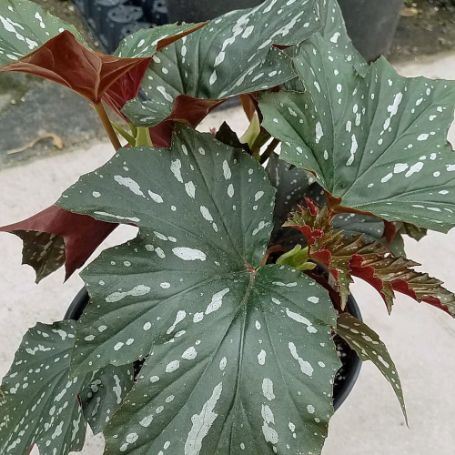 Picture of Sophia Begonia Plant
