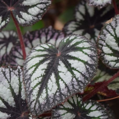 Picture of Fireworks Rex Begonia