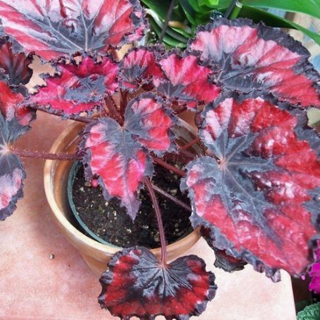 Picture of Harmony's Red Robin Rex Begonia