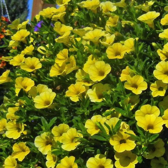 Picture of Million Bells® Trailing Yellow Calibrachoa Plant