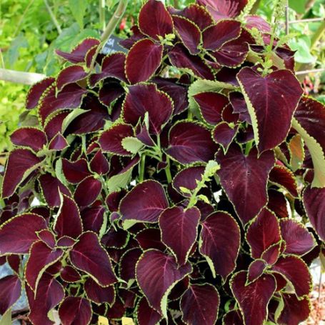 Picture of Chocolate Coleus Plant