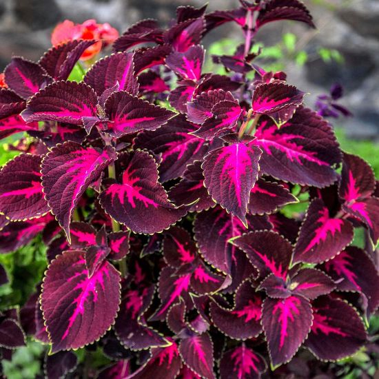 Picture of Kingswood Torch Coleus Plant