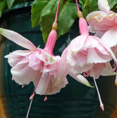 Picture of Pink Marshmallow Fuchsia Plant